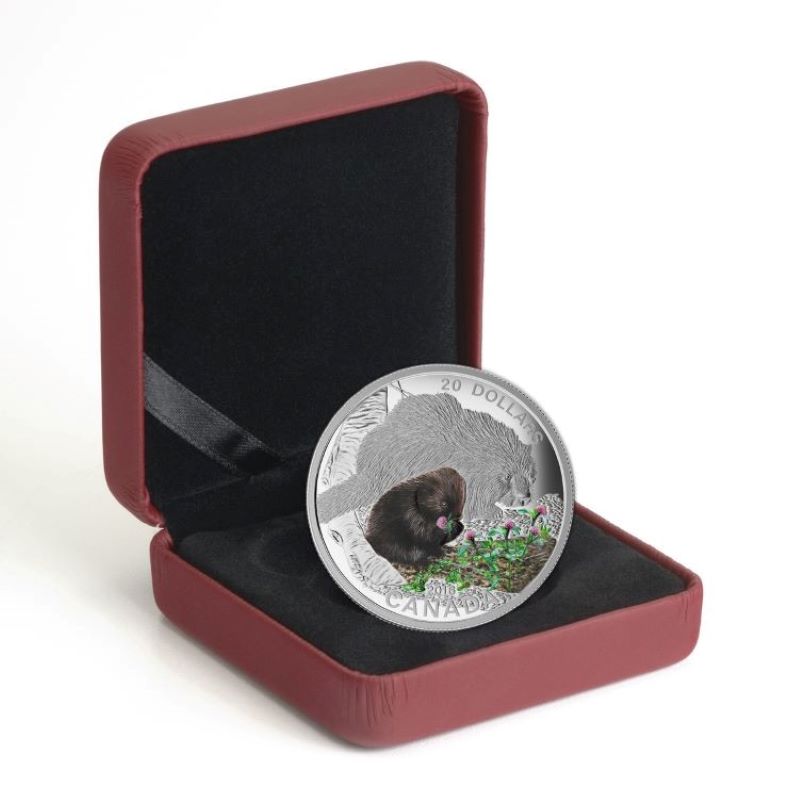 Fine Silver Coin with Colour - Baby Animals: Porcupine Packaging