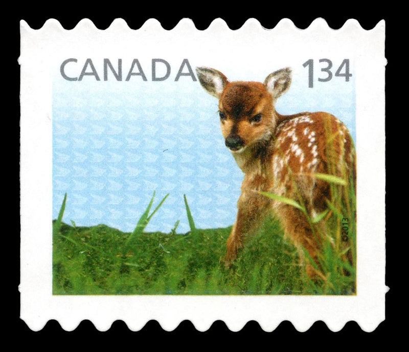 Fine Silver Coin with Colour and Stamp Set - Baby Animals: White-tailed Deer Stamp