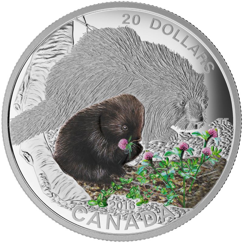 Fine Silver Coin with Colour and Stamp Set - Baby Animals: Porcupine Reverse