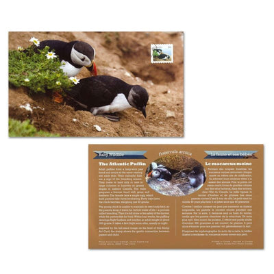 Fine Silver Coin with Colour and Stamp Set - Baby Animals: Atlantic Puffin Stamp