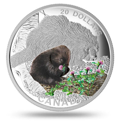 Fine Silver Coin with Colour - Baby Animals: Porcupine Reverse