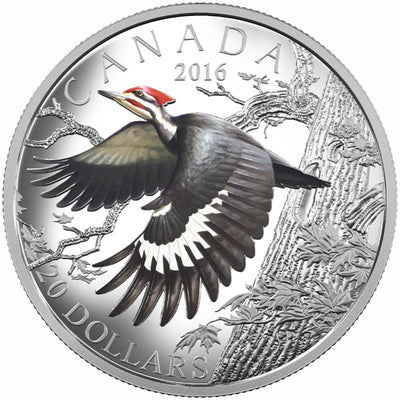 Fine Silver Coin with Colour - The Migratory Birds Convention 100 Years of Protection: The Pileated Woodpecker Reverse